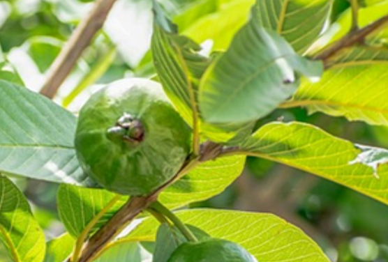 Pendekatan TCM dalam Penanganan Sakit Lambung Menggunakan Herbal Indonesia
