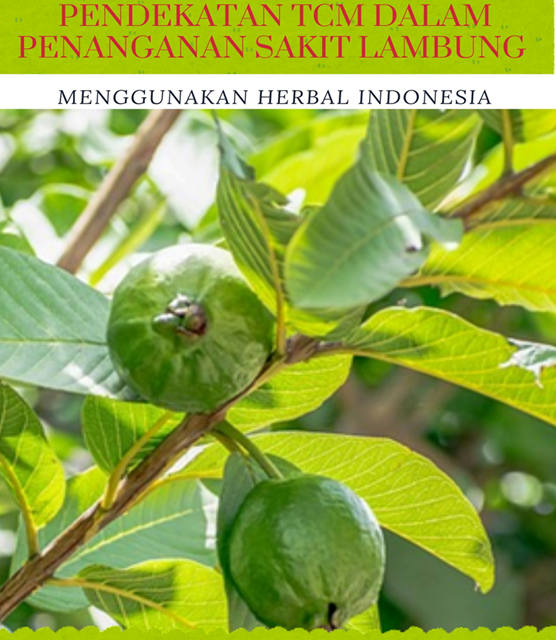 Pendekatan TCM dalam Penanganan Sakit Lambung Menggunakan Herbal Indonesia